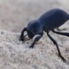 Smooth Black Death Feigning Beetle (Asbolus laevis)