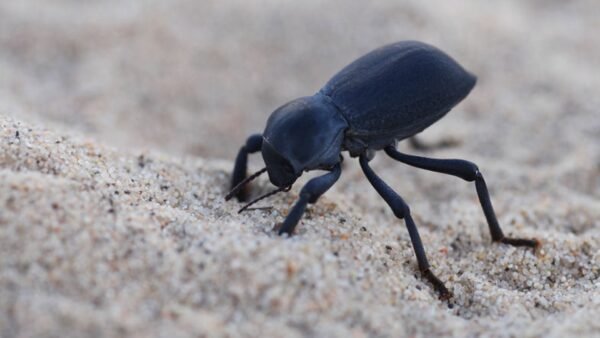 Smooth Black Death Feigning Beetle (Asbolus laevis)