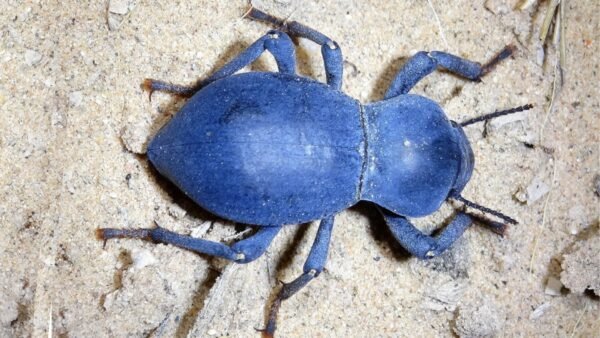 Smooth Black Death Feigning Beetle (Asbolus laevis)