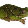 Barking Treefrog (Dryophytes gratiosus)