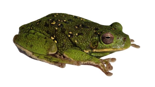 Barking Treefrog (Dryophytes gratiosus)