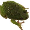 Barking Treefrog (Dryophytes gratiosus)