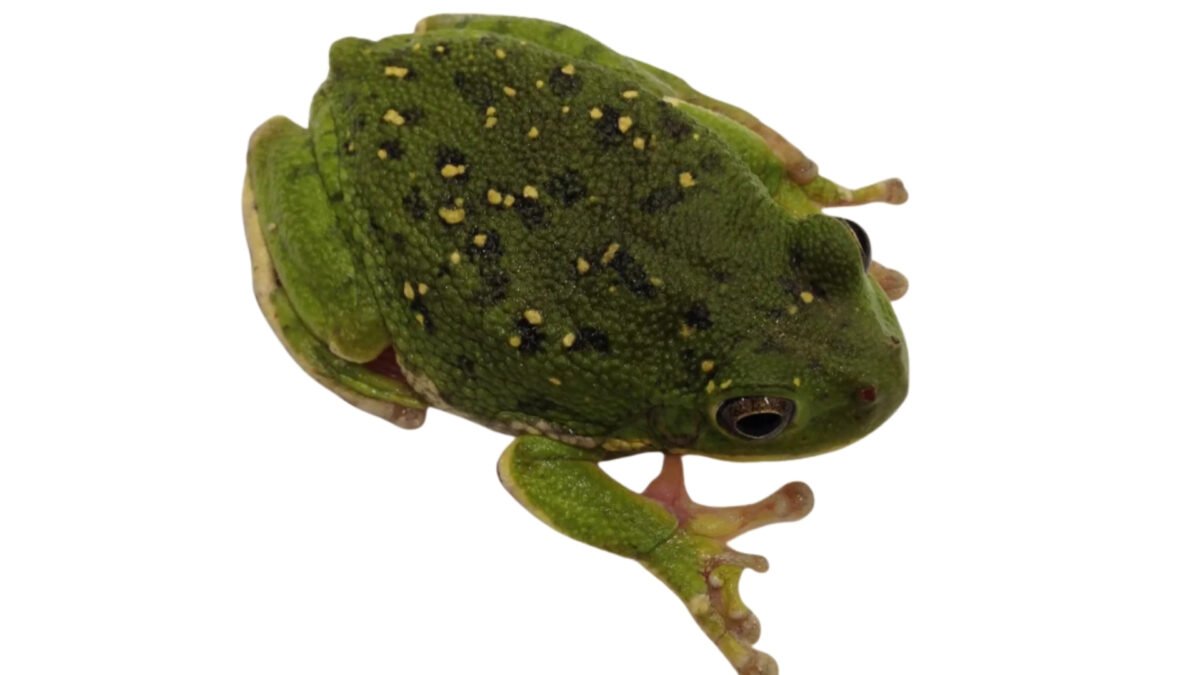 Barking Treefrog (Dryophytes gratiosus) – alternate view