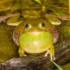 Barking Treefrog (Dryophytes gratiosus)