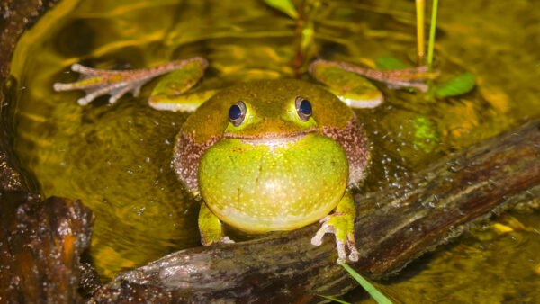 Barking Treefrog (Dryophytes gratiosus)
