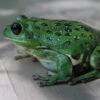 Barking Treefrog (Dryophytes gratiosus)