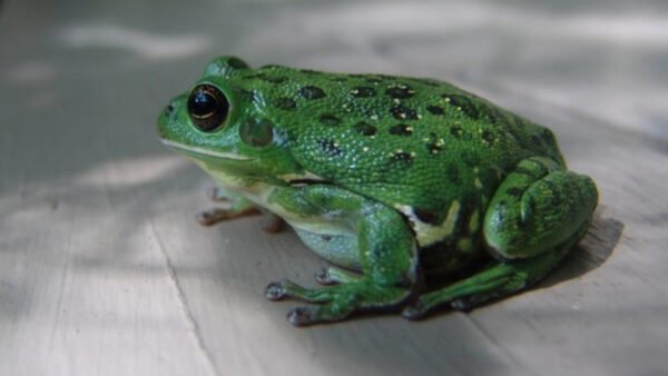 Barking Treefrog (Dryophytes gratiosus)