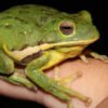 Barking Treefrog (Dryophytes gratiosus)