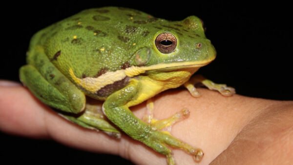 Barking Treefrog (Dryophytes gratiosus)
