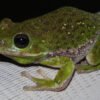 Barking Treefrog (Dryophytes gratiosus)