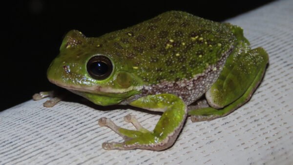 Barking Treefrog (Dryophytes gratiosus)