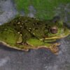 Barking Treefrog (Dryophytes gratiosus)