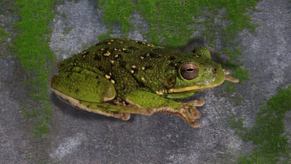 Barking Treefrog (Dryophytes gratiosus)