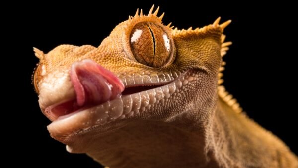 Correlophus ciliatus IMG - 1 Crested Geckos (Correlophus ciliatus)