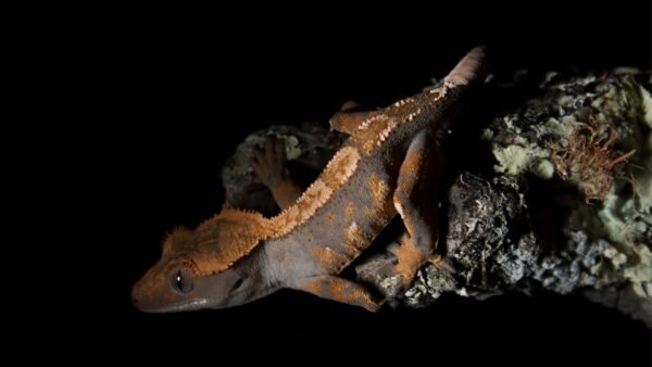 Correlophus ciliatus IMG - 3 Crested Geckos (Correlophus ciliatus)