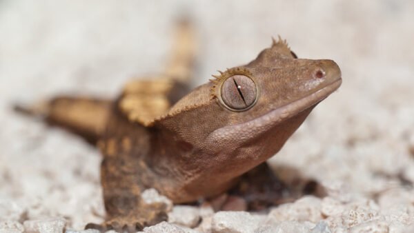 Correlophus ciliatus IMG - 4 Crested Geckos (Correlophus ciliatus)