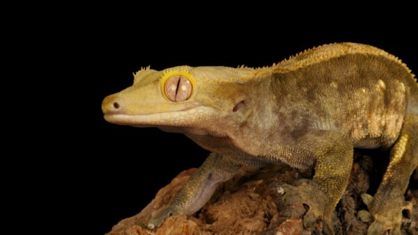Correlophus ciliatus IMG - 6 Crested Geckos (Correlophus ciliatus)