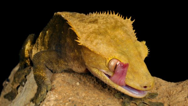 Correlophus ciliatus IMG - 7 Crested Geckos (Correlophus ciliatus)