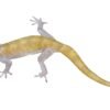 Gekko ulikovskii Golden Gecko (Gekko ulikovskii)