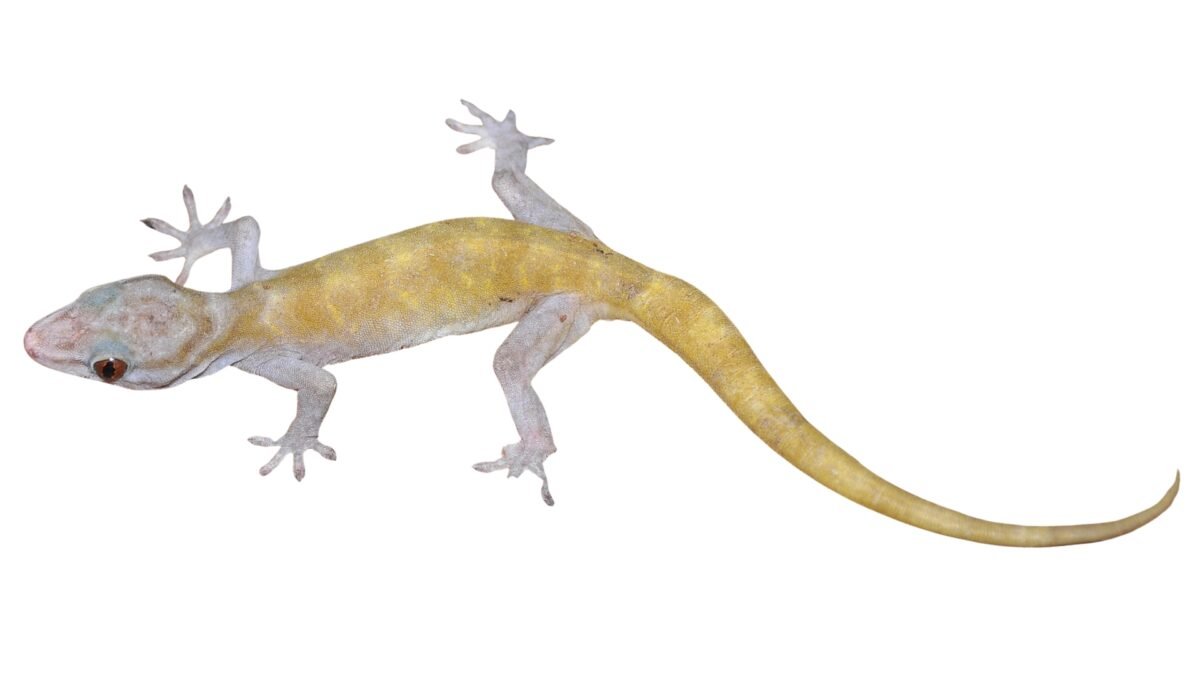 Golden Gecko (Gekko ulikovskii) – alternate view