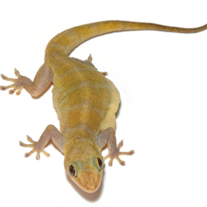 Golden Gecko (Gekko ulikovskii)