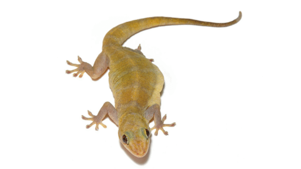 Gekko ulikovskii IMG - 0 Golden Gecko (Gekko ulikovskii)