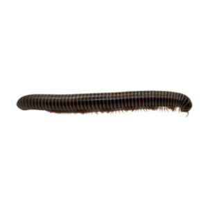 Giant Pink Foot Millipedes (Narceus americanus)