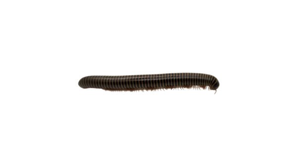 Giant Pink Foot Millipedes (Narceus americanus)