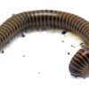 Giant Pink Foot Millipedes (Narceus americanus)