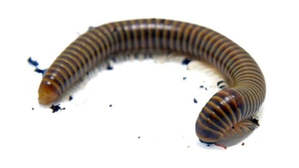 Giant Pink Foot Millipedes (Narceus americanus)