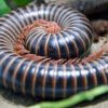 Giant Pink Foot Millipedes (Narceus americanus)