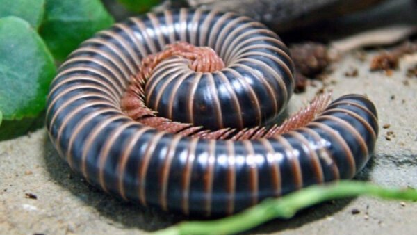Giant Pink Foot Millipedes (Narceus americanus)