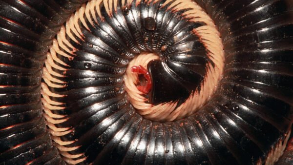 Giant Pink Foot Millipedes (Narceus americanus)