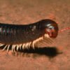 Giant Pink Foot Millipedes (Narceus americanus)