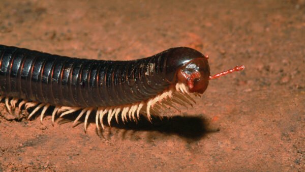 Giant Pink Foot Millipedes (Narceus americanus)