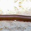 Giant Pink Foot Millipedes (Narceus americanus)