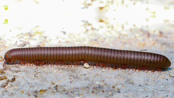 Giant Pink Foot Millipedes (Narceus americanus)