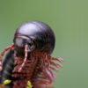 Giant Pink Foot Millipedes (Narceus americanus)