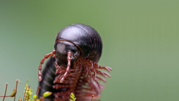 Giant Pink Foot Millipedes (Narceus americanus)