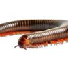 Desert Giant Millipedes (Orthoporus ornatus)