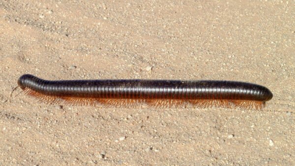 Desert Giant Millipedes (Orthoporus ornatus)