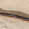 Desert Giant Millipedes (Orthoporus ornatus)