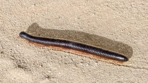 Desert Giant Millipedes (Orthoporus ornatus)