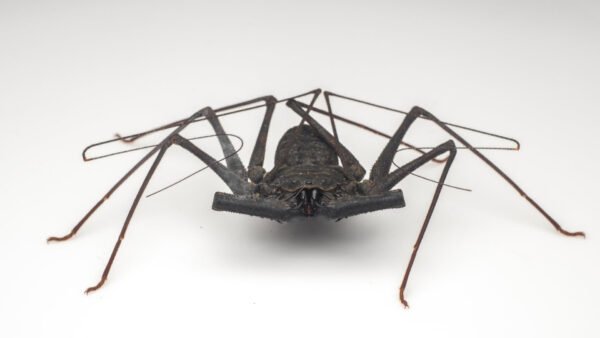 Phrynus whitei IMG - 0 Central American Giant Tailless Whipspiders (Phrynus whitei)