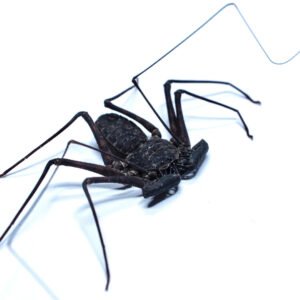 Central American Giant Tailless Whipspiders (Phrynus whitei)