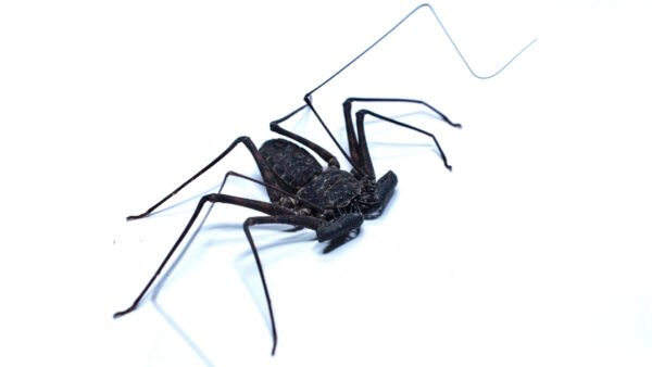 Phrynus whitei IMG - 1 Central American Giant Tailless Whipspiders (Phrynus whitei)