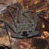 Phrynus whitei IMG - 3 Central American Giant Tailless Whipspiders (Phrynus whitei)