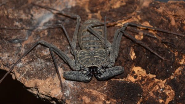 Phrynus whitei IMG - 3 Central American Giant Tailless Whipspiders (Phrynus whitei)