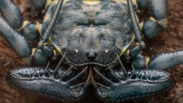 Phrynus whitei IMG - 4 Central American Giant Tailless Whipspiders (Phrynus whitei)