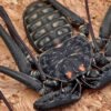 Phrynus whitei IMG - 5 Central American Giant Tailless Whipspiders (Phrynus whitei)